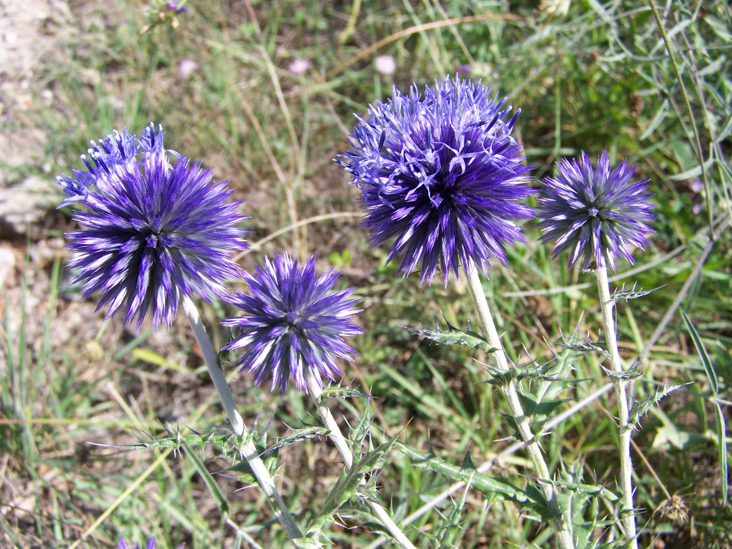 Echinops ritro 3 - ©AMBHHC