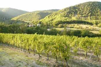 vignes-joncels ©DOMAINE DE BON AUGURE